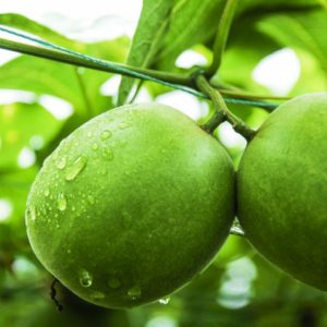 EkoSweet™ Monkfruit sweetener